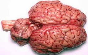 How big is a cow's brain?