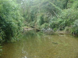 ESTERO LIPINGUE