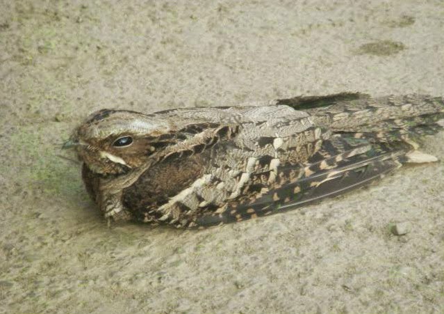 A bird injured due to its fatal attraction towards lights in Jatinga