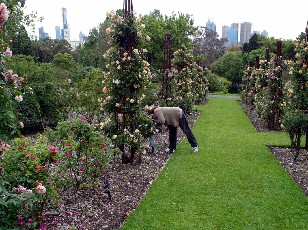 baroque purls Ringaring o' roses