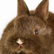 Chocolate Rabbit Graphics