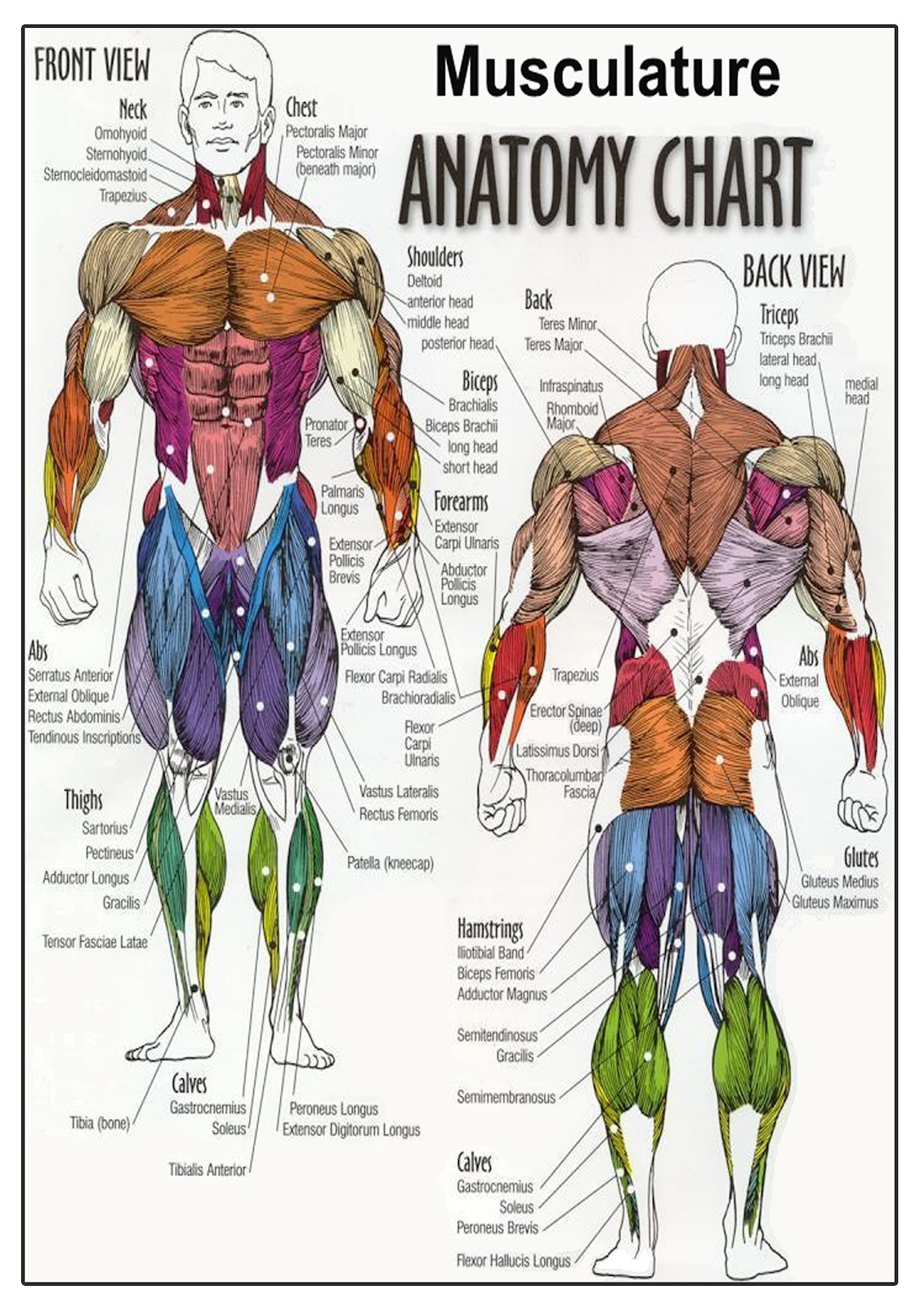 Anatomy+I.jpg (1131×1600) | Human anatomy chart, Muscle anatomy, Anatomy