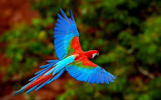 Beautiful Parrot Flying Nice Wallpapers Free Download
