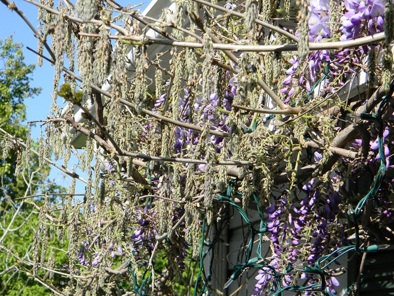 SWAC Girl Will surviving wisteria blooms make it through tonight's