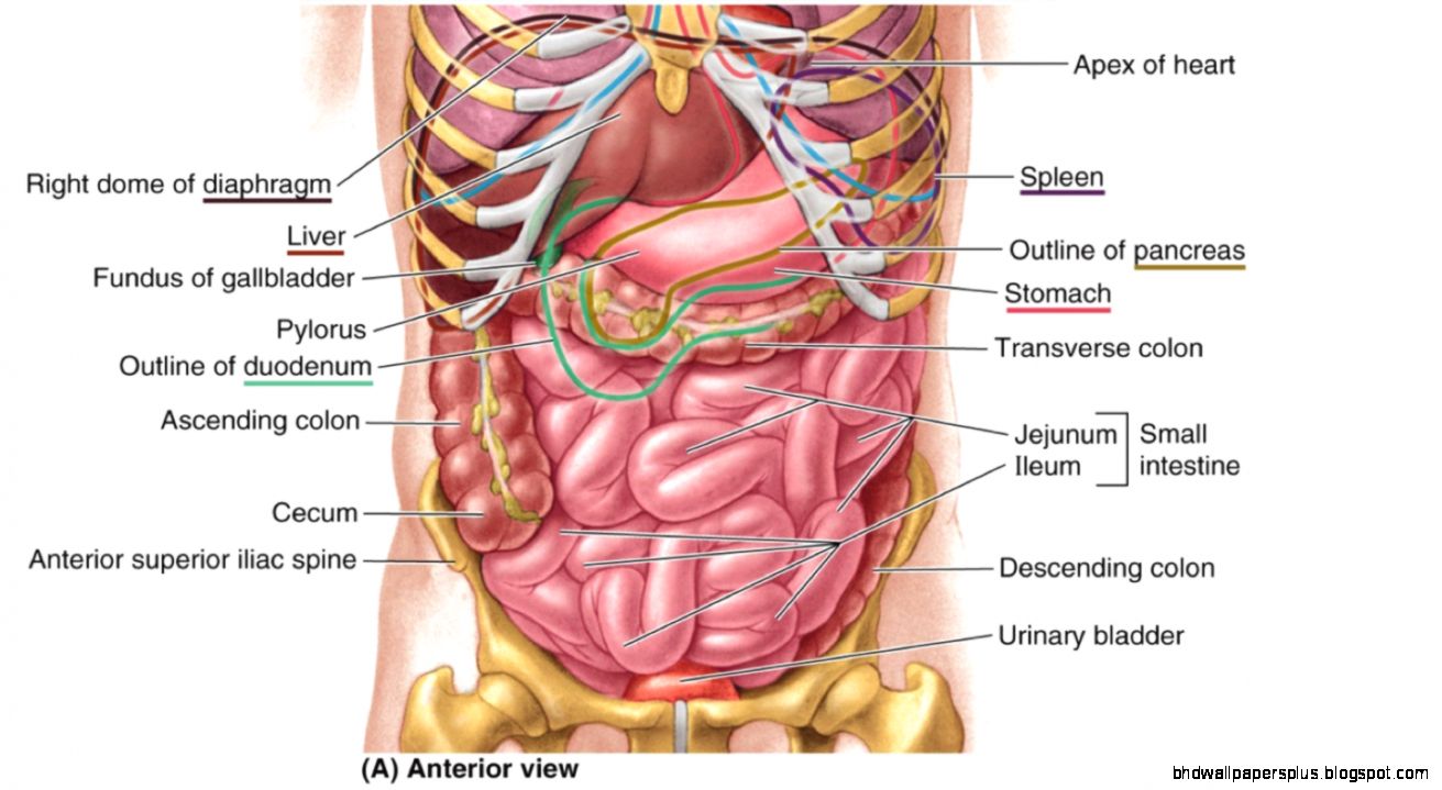 ABDOMEN ANATOMY images galleries ABDOMEN ANATOMY images galleries