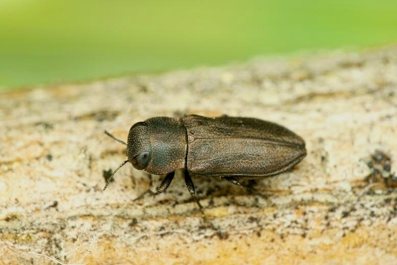 Anthaxia spinolae Anthaxia spinolae