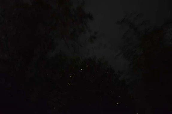 iwahig firefly watching mangrove