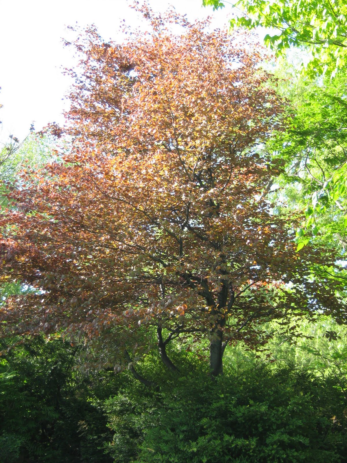 Future Plants By Randy Stewart Enkianthus