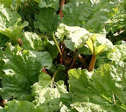 [rhubarb_250.jpg]