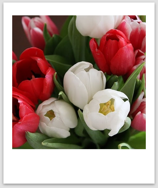 [tulips+2.jpg]