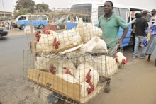 Luanda-Foto do dia no jornal de Angola, Galinhas da Vicuca