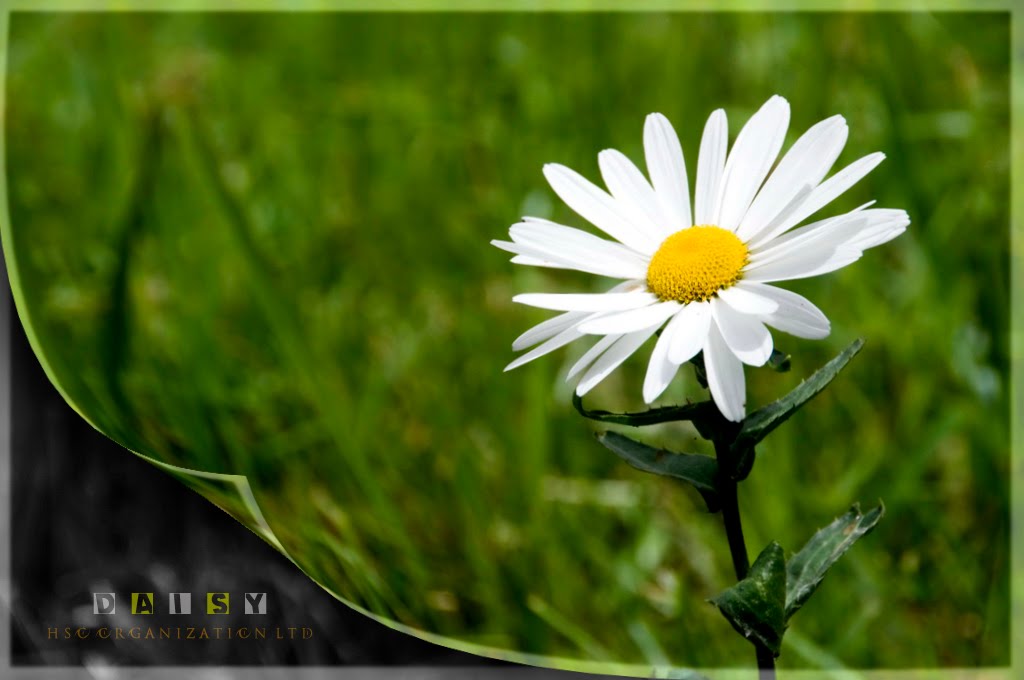 Arti Dan Makna Bunga Daisy Bibitbunga Com