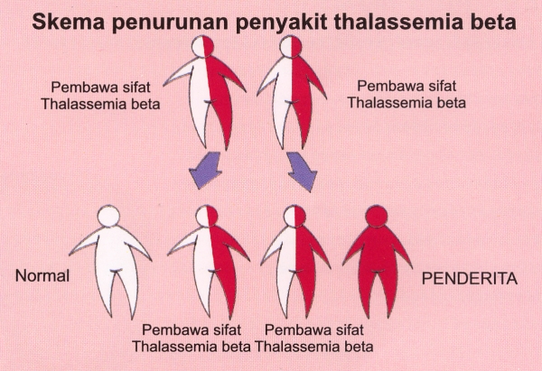 Penyakit thalassemia adalah