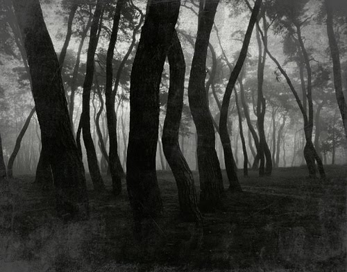 [strange+trees.jpg]