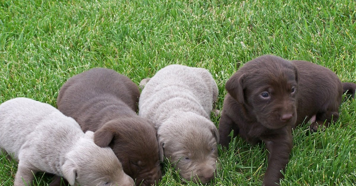Bakers Ranch and Kennel AKC Silver and Chocolate Lab puppies