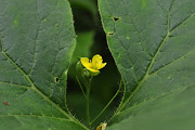 Fleur de Roquette. et feuille de cucurbitacée. (aout fleur de roquette)