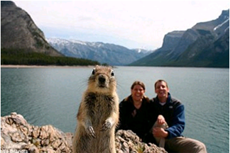 banff-squirrel.png