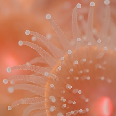 [Coral-Photography+(28).jpg]