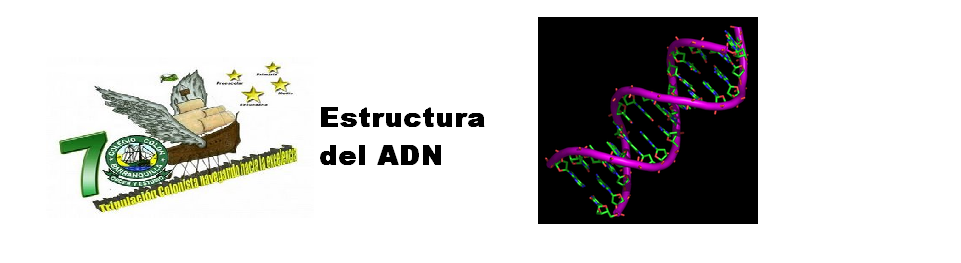 estructura del adn. Estructura del ADN