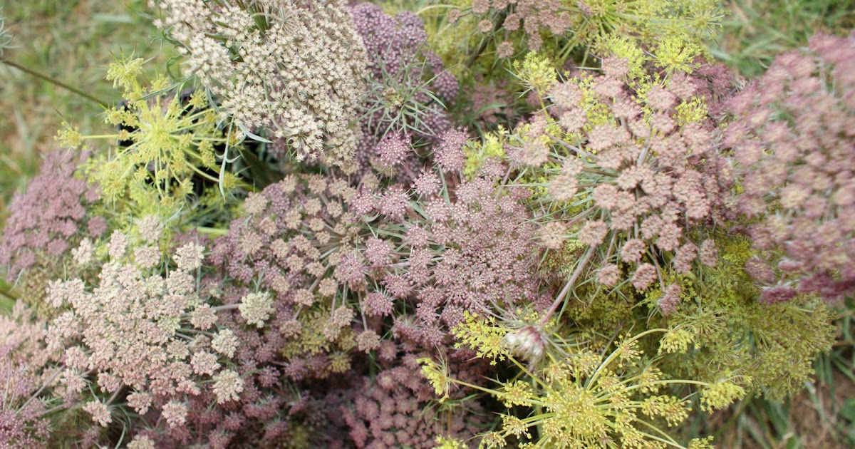 First Bloom Farm I'm in Love! with (False) Queen Anne's Lace 'Black
