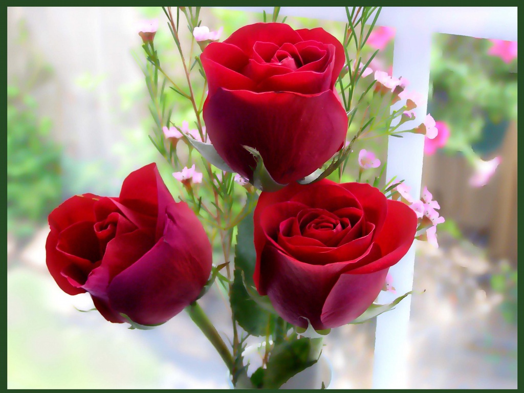 http://3.bp.blogspot.com/_-8ueNRWhLqY/TUvYrqIctsI/AAAAAAAAB3A/6Z1iuYcVXms/s1600/Three+Cute+Red+Roses.jpg