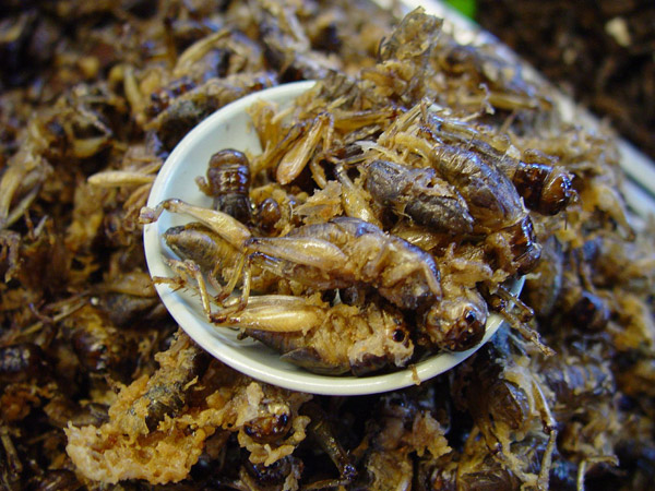 2.+Deep Fried+Crickets Worlds Most Strangest Food Images Pictures Seen on www.VyperLook.com