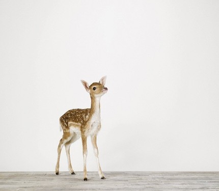 [baby+deer.jpg]