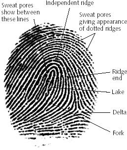 azdps fingerprint azdps fingerprint