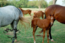 Baby Horse