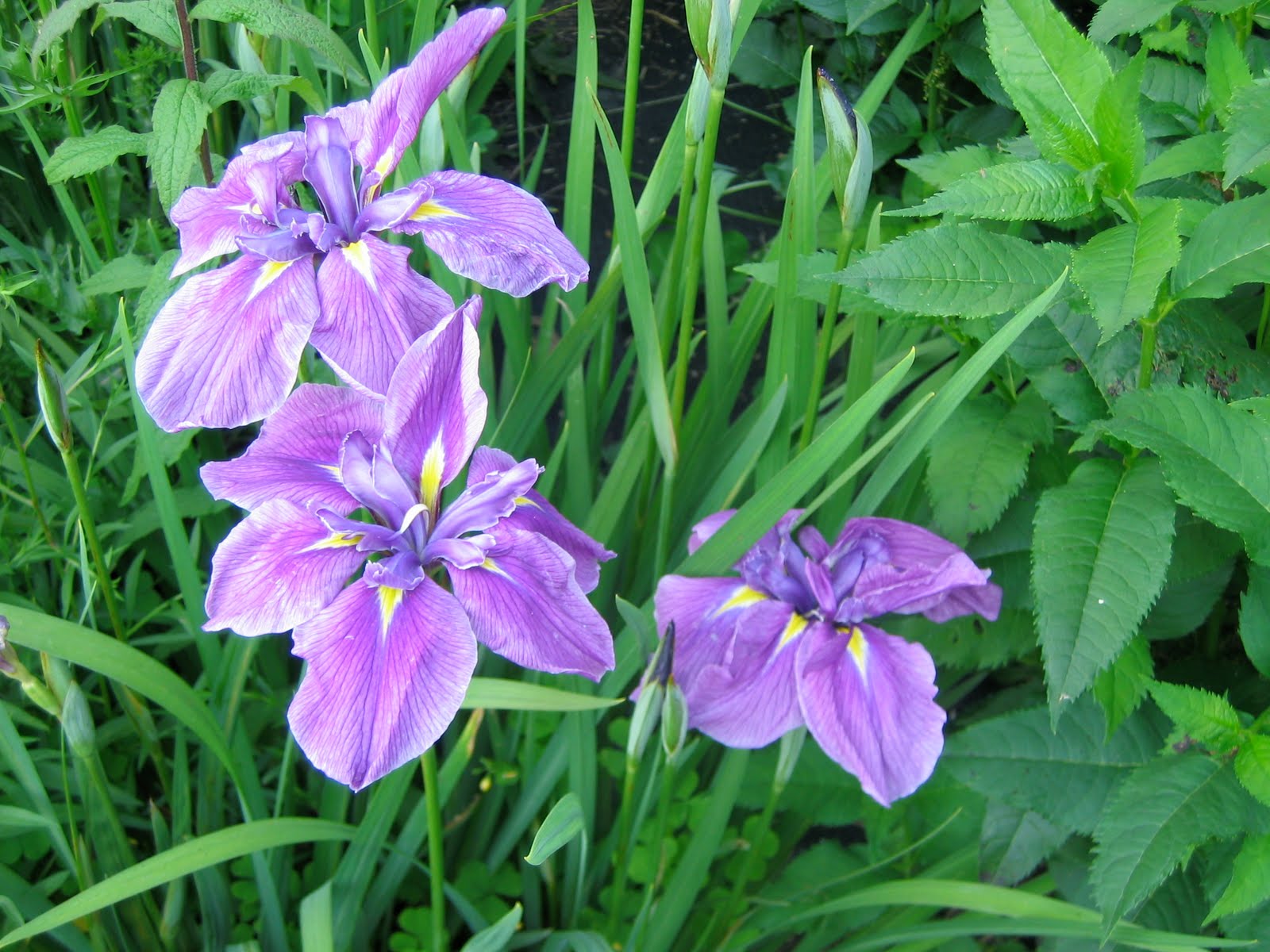 Notes and News from Shady Grove Gardens Pollinators A