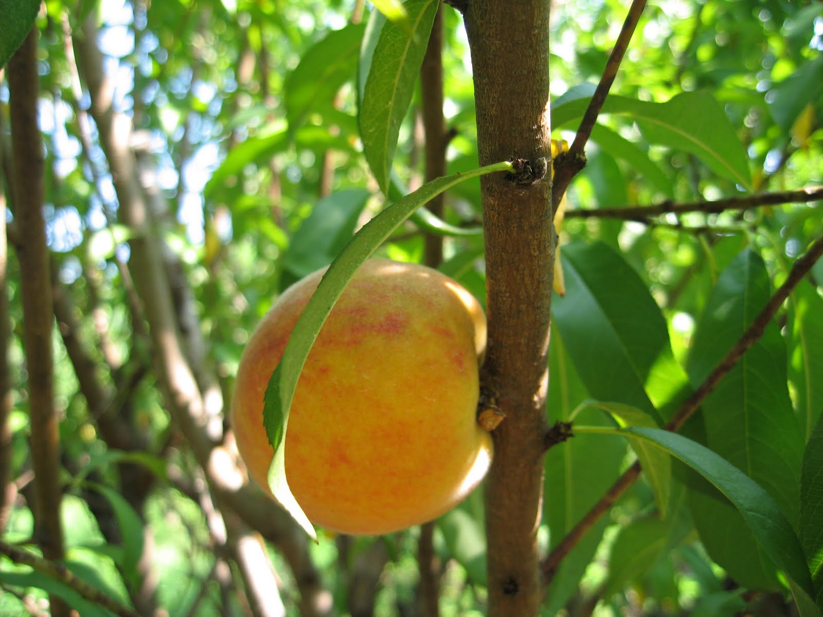 Sustainable Madness Florida Peaches