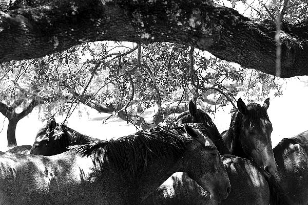 [cavalos02.jpg]