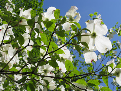 cornus sp