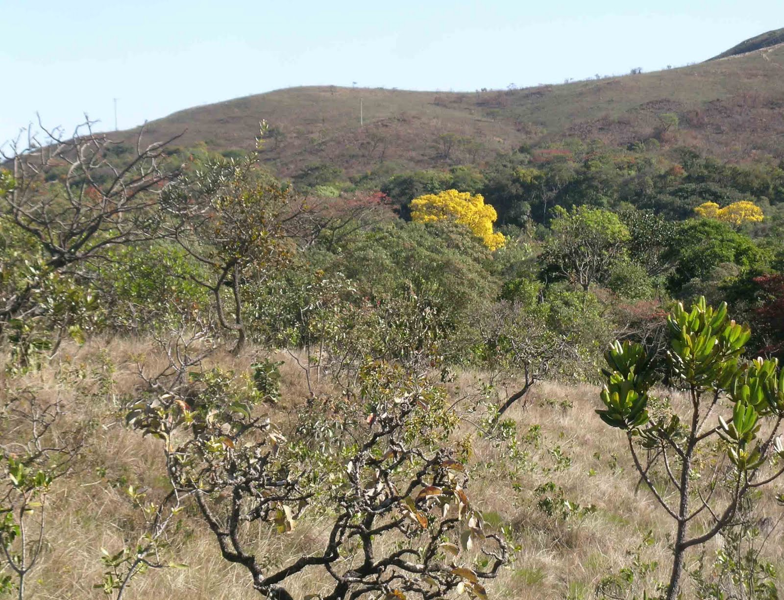 Viajantes em Gaia: Minas Gerais: do Cerrado e Lavras