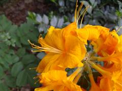 [Rhododendron2.JPG]