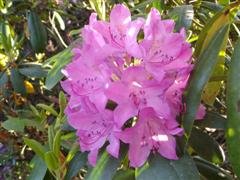 [Rhododendron5.JPG]