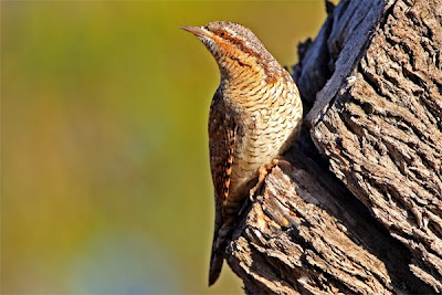 EL PAJARO SERPIENTE el pajaro serpiente: