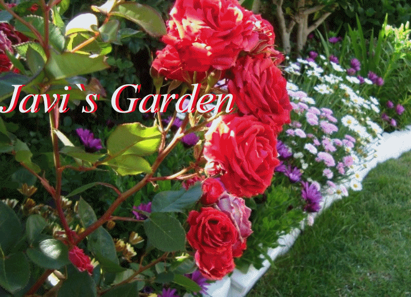 Javi`s Garden