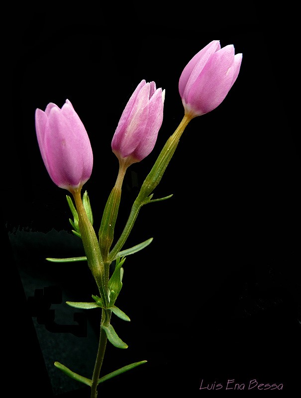 [3+flores+lilás.jpg]