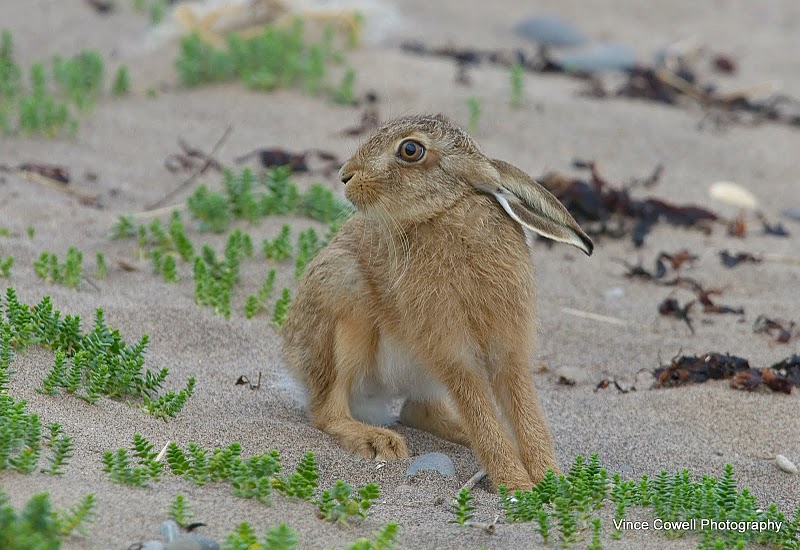 Birding with Flowers Spurn High Tides II