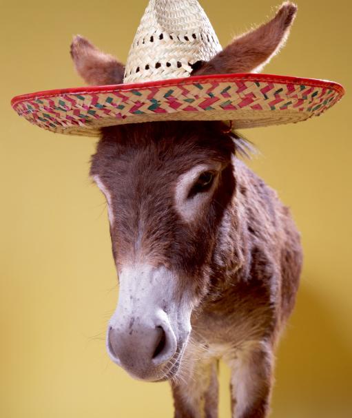 speaking of hats Donkey+in+hat
