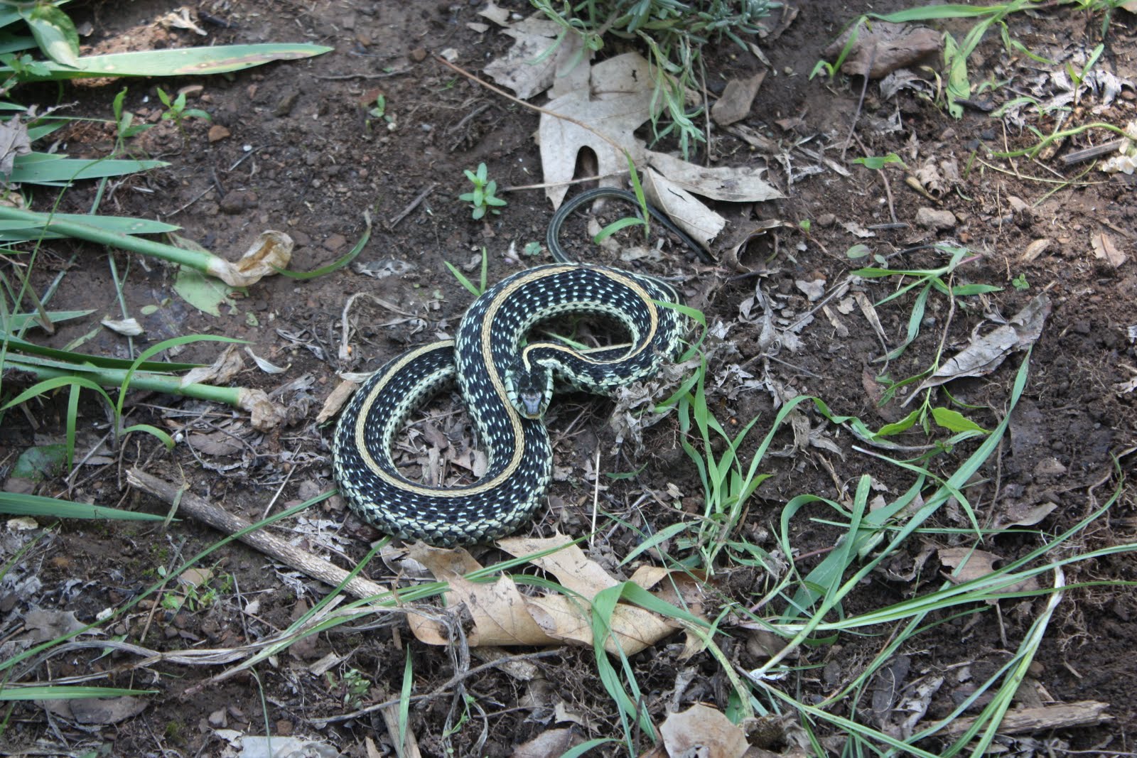 Snakes In the Garden