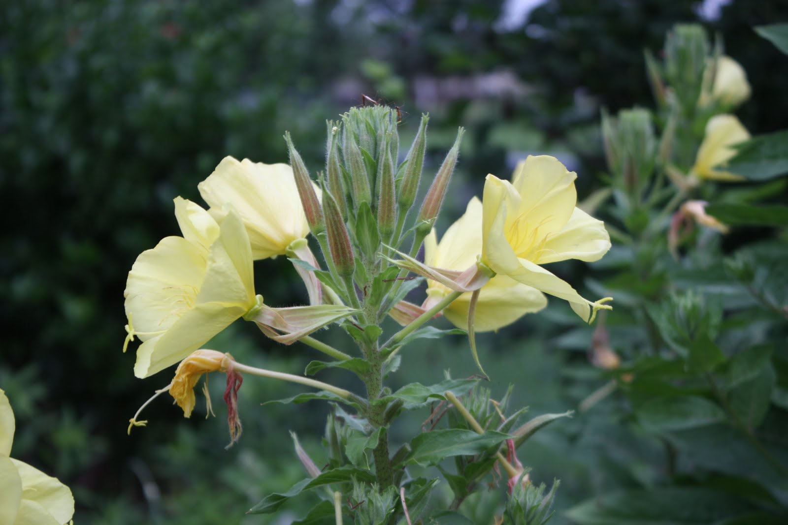Stroke as related to Evening Primrose Pictures