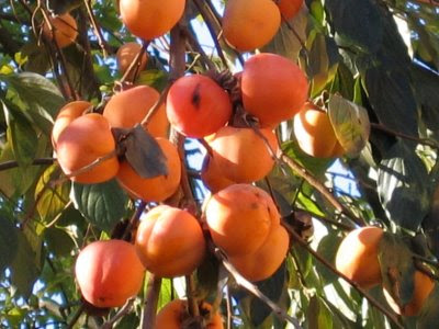 alberi di cachi ovunque in paese