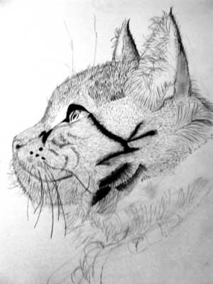 Drawing Pictures: Cat Drawings