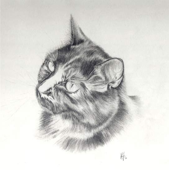 Drawing Pictures Cat Drawings