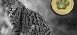 El lince ibérico