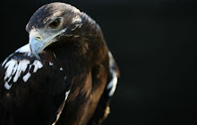 El águila iperial