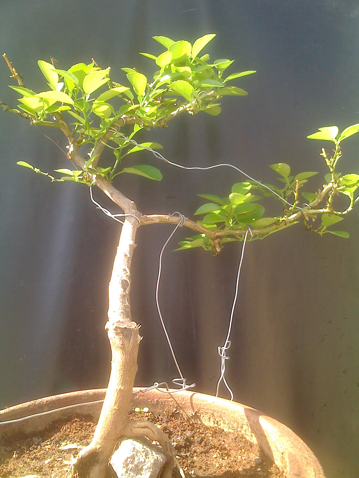 Indian Bonsai Citrus tree 4 Years