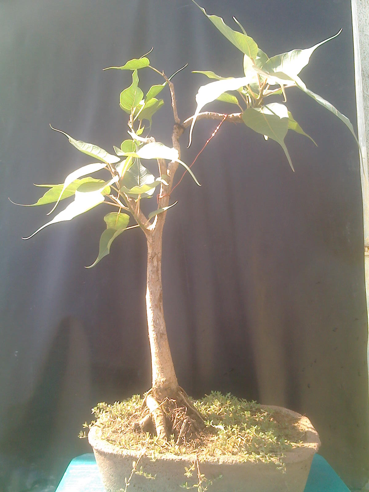 Indian Bonsai The ficus religiosa Bodhi tree